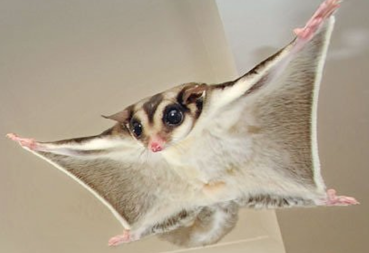 异宠市场繁荣？背后潜藏巨大风险隐患